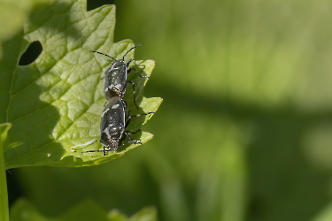 Eurydema oleracea