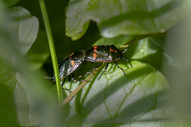 Eurydema oleracea