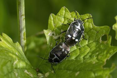 Eurydema oleracea