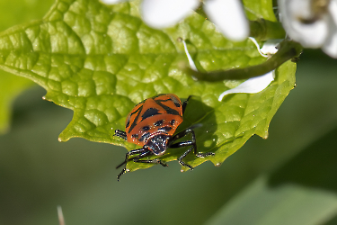 Eurydema ornata