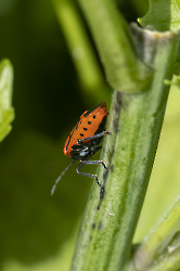 Eurydema ornata
