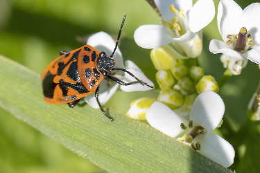 Eurydema ornata