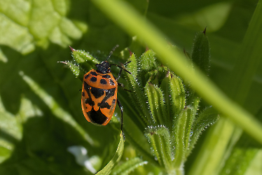 Eurydema ornata