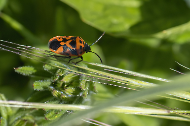 Eurydema ornata