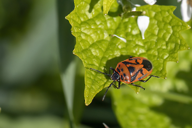 Eurydema ornata