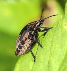Graphosoma lineatum
