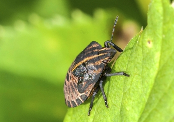 Graphosoma lineatum