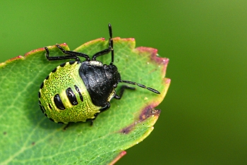 Graphosoma lineatum