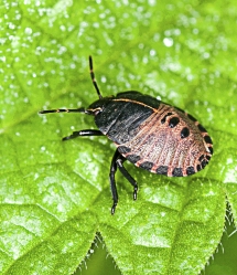 Graphosoma lineatum