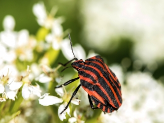 Graphosoma lineatum