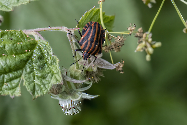 Graphosoma lineatum