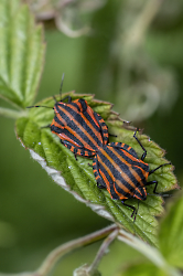 Graphosoma lineatum