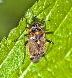 Harpocera thoracica