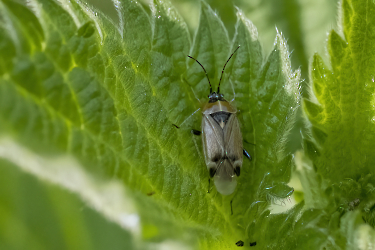 Harpocera thoracica