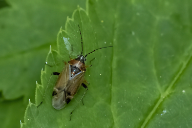 Harpocera thoracica