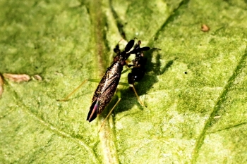 Heterotoma planicornis