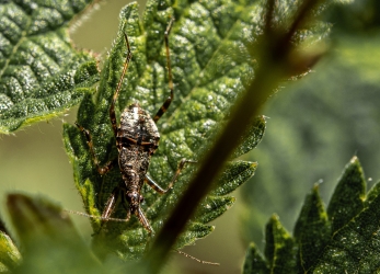 Himacerus apterus_1