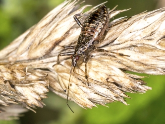 Himacerus apterus
