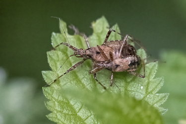 Himacerus apterus