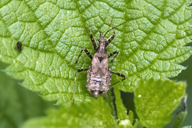 Himacerus apterus