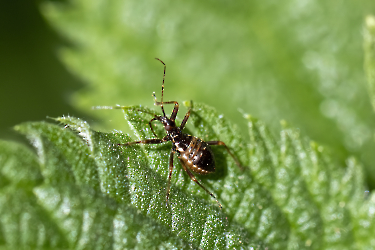 Himacerus apterus