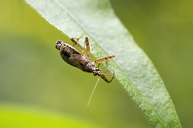 Himacerus apterus