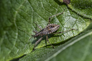 Himacerus apterus