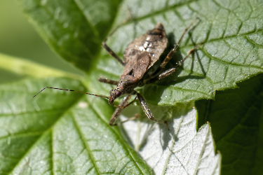 Himacerus apterus