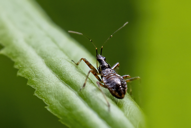 Himacerus apterus