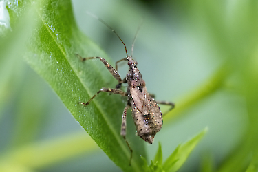 Himacerus apterus