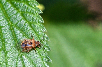 Kleidocerys resedae