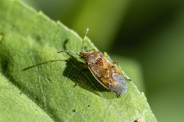 Kleidocerys resedae