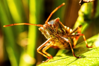 Leptoglossus occidentalis