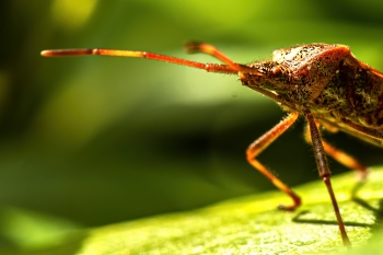 Leptoglossus occidentalis