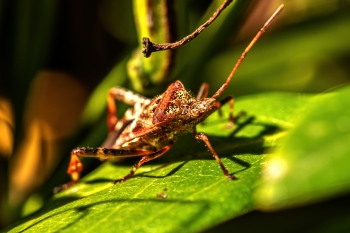 Leptoglossus occidentalis