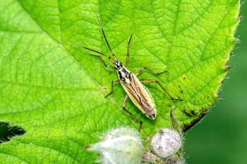 Leptoperna dolabrata