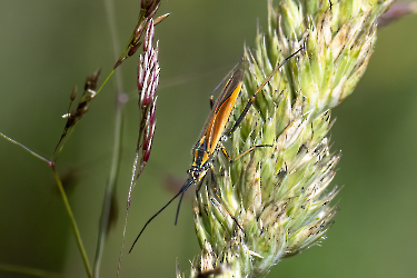 Leptopterna dolabrata
