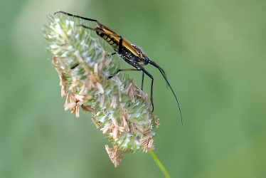 Leptopterna dolabrata