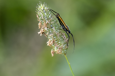 Leptopterna dolabrata