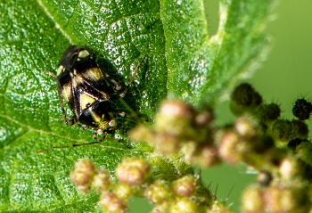 Licoris tripustulatus