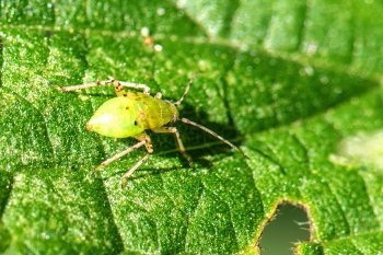 Liocoris tripustulatus