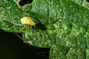 Liocoris tripustulatus