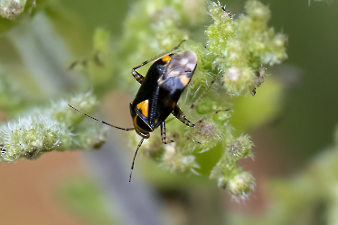 Liocoris tripustulatus