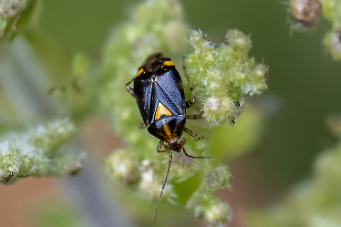 Liocoris tripustulatus