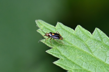 Liocoris tripustulatus