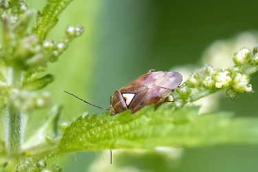 Lygus pratensis