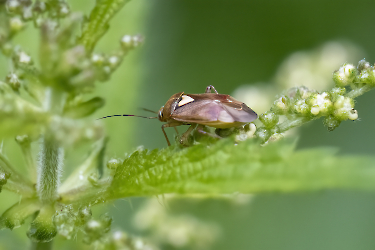 Lygus pratensis