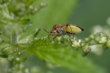 Lygus pratensis