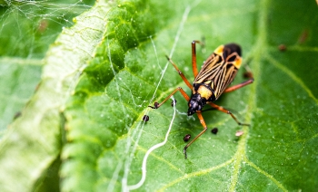 Miris striatus