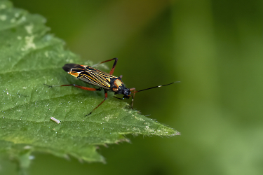 Miris striatus